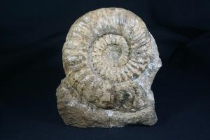Aegasteroceras saggitarium Ammonite, from Scunthorpe, England, UK (REF:AEG5)