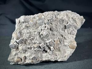 Crinoid (Sea Liles) with Pecten Bivalve, from Charmouth, England (REF:CRIN2)