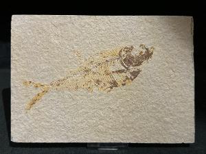 Diplomystus Fossil Fishes, from Green River Formation, Wyoming, U.S.A. (REF:DIPLOFISH2)