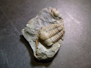 Ellipsocephalus Hoffi Trilobite (No.34) 