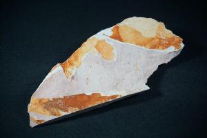Glossopteris Fossil Leaf, from Australia (REF:GLOSS2)