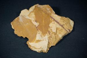 Glossopteris Fossil Leaf, from Australia (REF:GLOSS3)