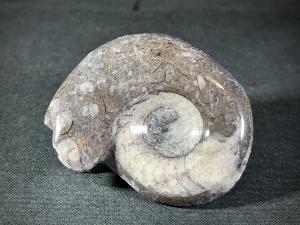 Goniatite, from Morocco (REF:GON6)