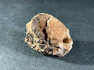 Hadrosaur Dinosaur Tail Vertebrae Bone, from Judith River Formation, Montana, U.S.A. (REF:HDB7)