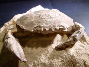 Harpactocacinus punctulatus Fossil Crab, from Verona, Italy (No.36)