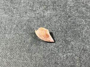 Majungasaurus Dinosaur Tooth, from Mahajanga Provence, Madagascar (REF:MAJDT2) 