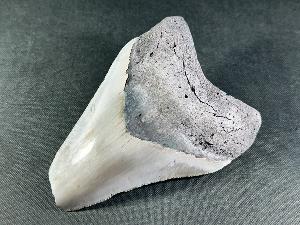 Megalodon Shark Tooth, from South Carolina, U.S.A. (REF:MT34)