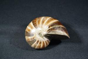 Polished Nautilus, from Madagascar (REF:NM5)