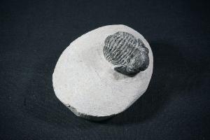 Gerastos S.P. Trilobite, from Atlas Mountains, Morocco (REF:GTM8)
