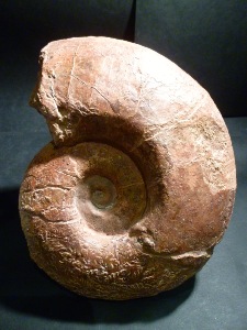 Perilytoceras Jurense Ammonite (No.85)