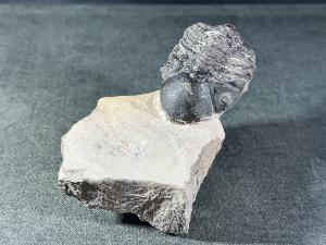 Reedops maurulas Trilobite, from Mount Atchana, Morocco (REF:RETRI2)
