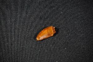 Raptor Dinosaur Tooth, from Kem Kem Beds, South East Morocco (REF:RTM3)
