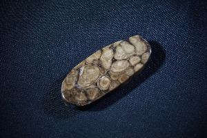 Stromatolite (REF:SS2)