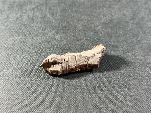 Tyrannosaurus Rex (T.Rex) Bone Fragment, from Hell Creek Formation, Eastern Montana, USA (REF:TREX75)