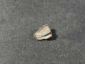 Triceratops Tooth, from Lance Creek Formation, Weston Co. Wyoming, U.S.A. (REF:TRIT1)