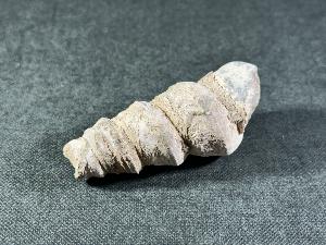 Turritella Shell, from Virginia, U.S.A. (REF:TURR8)