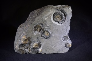 Promicroceras Ammonite Group, from Lyme Regis, England (No.1) 