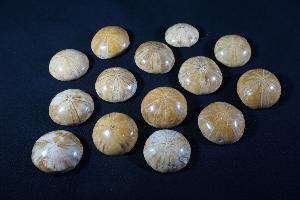 Polished Sea Urchin, from Morocco (Selected)