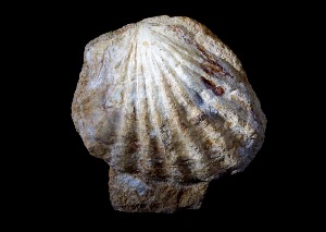 Molluscs - Bivalves