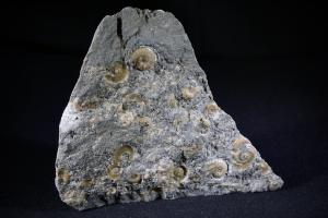 Promicroceras planicosta Ammonite Group, from Monmouth Beach, Lyme Regis, UK (No.156)