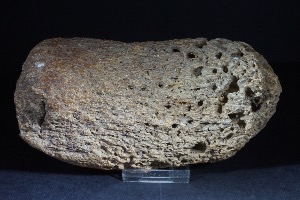 Plesiosaur Bone, Marine Reptile, from Weymouth, Dorset, England (No.37)