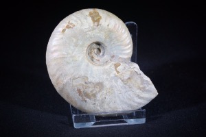Cleoniceras Ammonite, from Madagascar (No.638)