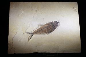 Diplomystus Fossil Fish, from Green River Formation, Wyoming, USA (No.89)