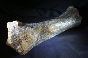 Woolly Rhino Bone, from North Sea Area, Ice Age (No.916)