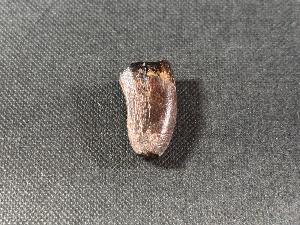 Afrovenator Tooth, from Niger, Africa (REF:AFRDT1)