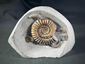 Arnioceras semicostatum Ammonite, from Dorset, Monmouth Beach, Lyme Regis, UK (REF:ASA3)