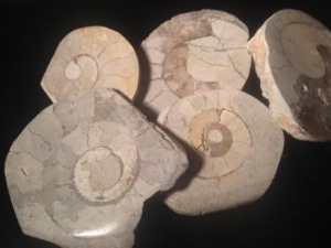 English Limestone Ammonite, half an ammonite part polished (Select)