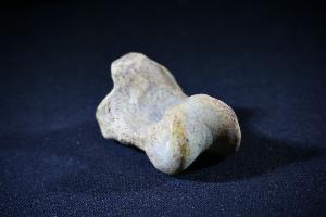 Cave Bear (Ursus Spelaeus) Metacarpal (Finger Bone), from Romania (REF:CB12)
