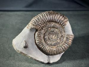 Dactylioceras Ammonite, from Whitby, Yorkshire, UK (REF:DACT2)