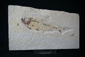 Diplomystus Fossil Fish, from Green River Formation, Wyoming, U.S.A. (REF:DFF5)