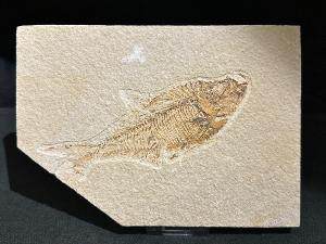 Diplomystus Fossil Fish, from Green River Formation, Wyoming, U.S.A. (REF:DIPLOFISH1)