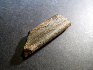 Marine Reptile - Ichthyosaurs Rib Bone (Partial), Dorset, England (No.73)