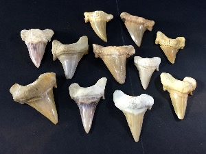 Lamna Shark Tooth, from Morocco (15)