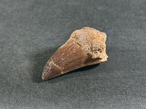 Mosasaurus Tooth, from Morocco (REF:MOST20)