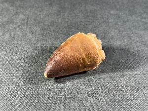 Mosasaurus Tooth, from Morocco (REF:MOST6)