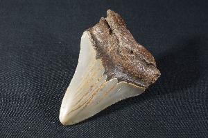 Megalodon Shark Tooth, from South Carolina, U.S.A. (REF:MT10)