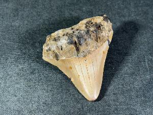 Megalodon Shark Tooth, from South Carolina, U.S.A. (REF:MT37)