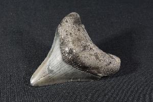 Megalodon Shark Tooth, from South Carolina, U.S.A. (REF:MT7)
