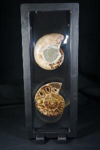 Phylloceras Ammonite Halves (In Display Case) (REF:PAH5)