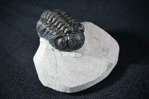 Phacops Trilobite, from Hamar L'Aghdad Limestones, Djebel Issoumour area, Anti-Altas Mountains, Morocco (REF:PTM3)