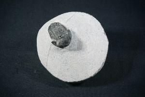 Gerastos S.P. Trilobite, from Atlas Mountains, Morocco (REF:GTM3)