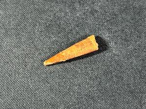 Siroccopteryx Pterosaur Tooth, from Tafilalet, Morocco (REF:PTRTH1)