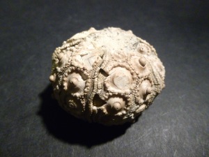 Urchin - Plegiocidaris Coronata Urchin (No.88)