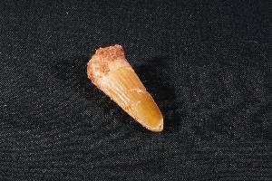 Spinosaurus Dinosaur Tooth, from Morocco (REF:SDT18)