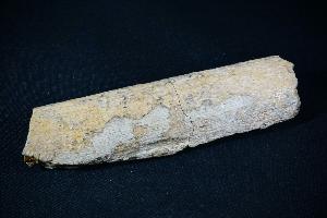 Triceratops Rib Bone Fragment, from Lance Creek Formation, Weston County, Wyoming, U.S.A. (REF:TDB3)