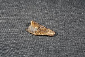 Tyrannosaurus Rex Tooth Fragment, from Hell Creek Formation, Eastern Montana, USA (REF:TREX27)